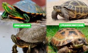 Как выбрать черепаху для дома?